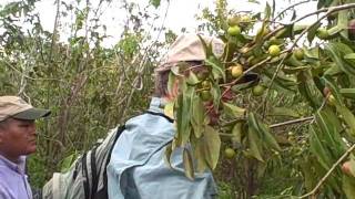 Amazon John explains Camu Camu berries