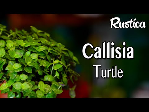 Vidéo: Qu'est-ce qu'une plante de tortue : comment faire pousser des plantes de tortue à l'intérieur
