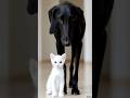 Puppy & Kitten Couple Lovable Must See Friendship