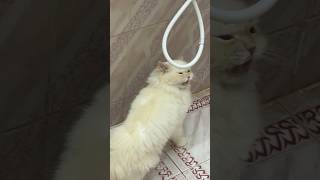 عايزه حل للجنان ده??يوميات القط ميلوshortvideo cats funnycats funnycatvideos catshorts