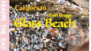 [2022] Sea Glass Heaven ! Balinese cat goes to Glass Beach    Fort Bragg  /Mendocino