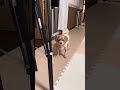 戸惑う犬