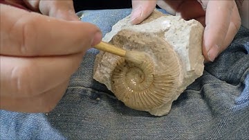 Limestone jurassic fossil Ammonite preparation from Erkertshofen time laps