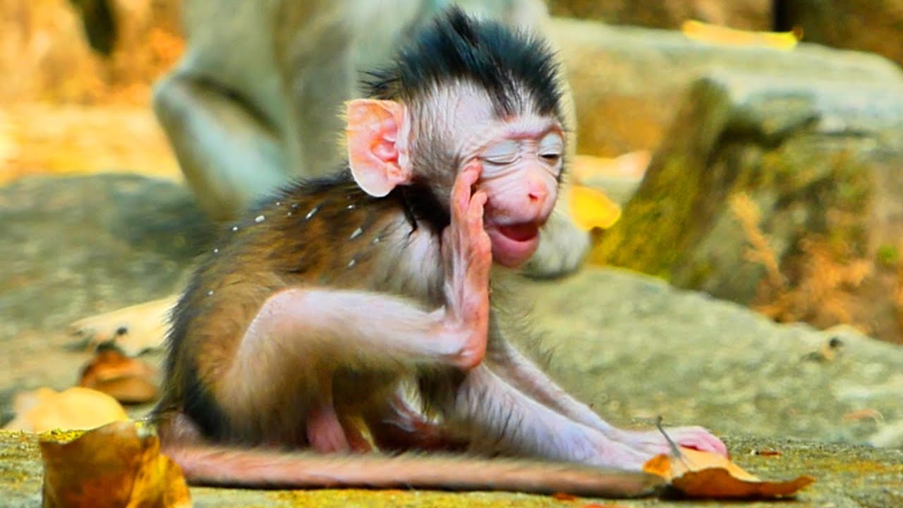 Primate monkey.../Tiny baby can't open his eye.../Beautiful life baby.../Nice clip