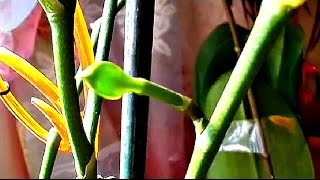 ❤Орхидея фаленопсис с деткой на цветоносе \ Phalaenopsis Orchid with the children on a spike(Спасибо за ЛАЙК и ПОДПИСКУ)))))) Орхидея фаленопсис с деткой на цветоносе \ Phalaenopsis Orchid with the children on a spike ..., 2016-10-01T14:29:28.000Z)