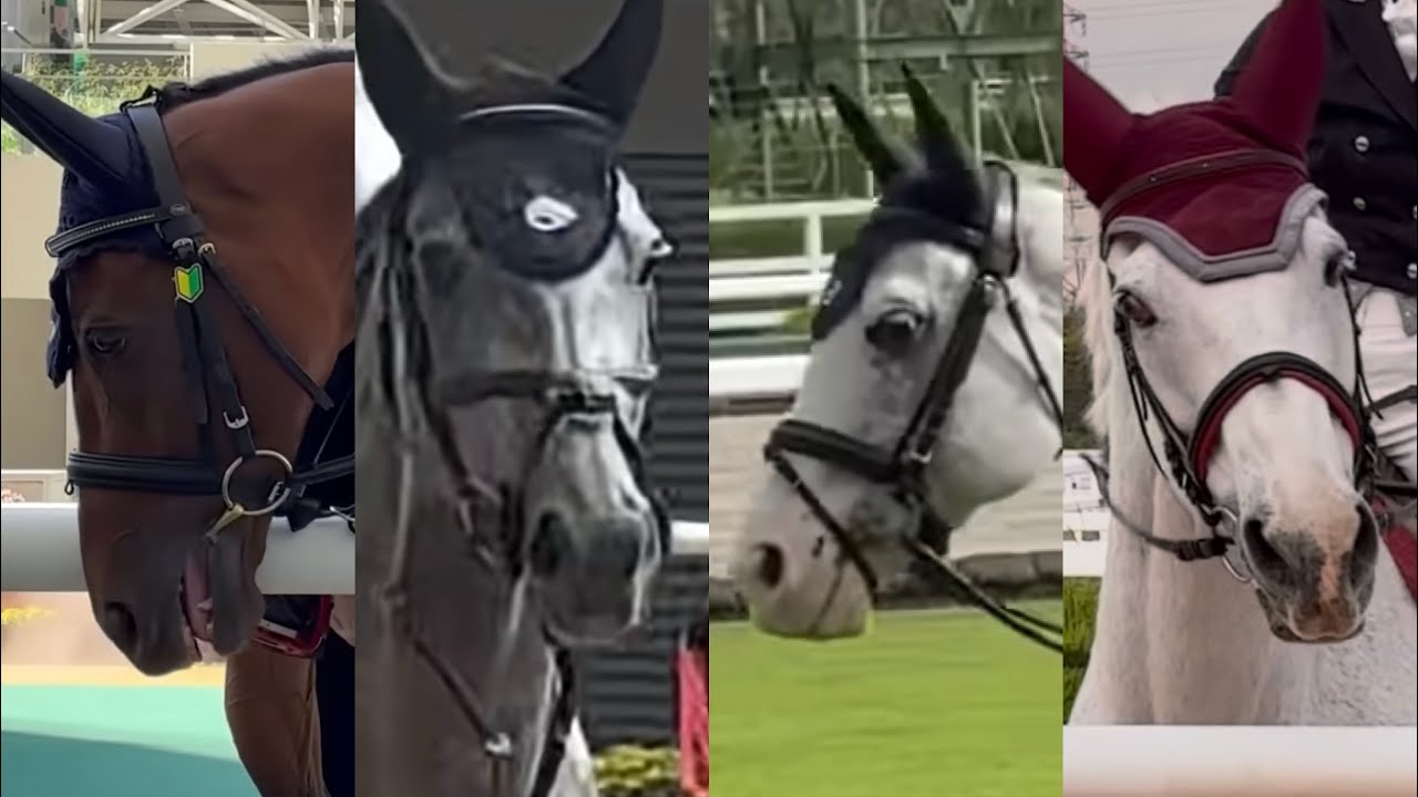 2025 誘導馬🐴  阪神•京都•園田