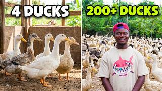 How I Turned Just 4 Ducks Into 200+ | Profitable Duck Farming in Ghana