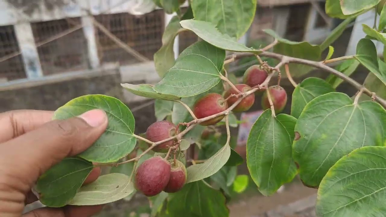 Kashmiri red apple ber on my rooftop garden 🏡 !!