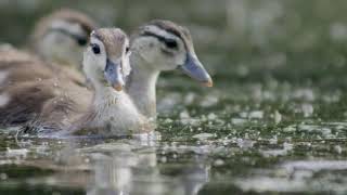 WhaleHeads - Duck Diving