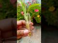 Bamboo Plant || Lucky Bamboo Plant Grow In Water🥛🪴👍 #viral