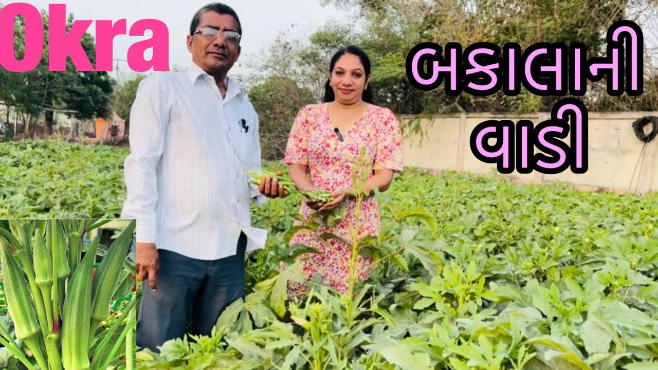 વાડીનું તાજું બકાલું, ભીંડા ,રીંગણા , ગલકા દૂધી, વાડીમાથી ઉતાર્યું બકાલું