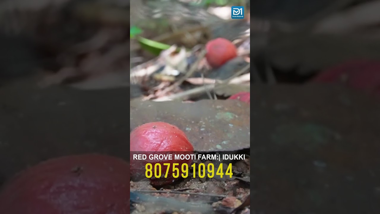 മൂട്ടിപ്പഴം; കാട്ടുമൃഗങ്ങളുടെ ഇഷ്ട ഭക്ഷണം  