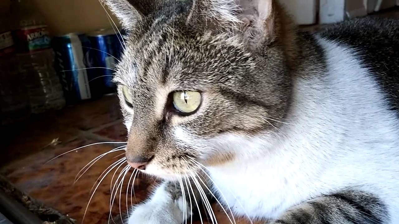 Oliver the Cat Growling Chirping YouTube