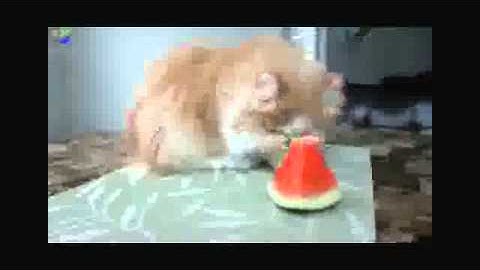 Talking Kitty Cat 8 - Catnip addiction HELP!