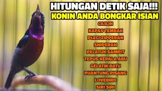 Suara Burung Konin Gacor  Nembak Isian Mewah