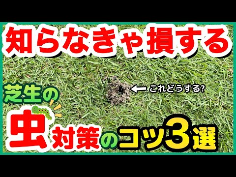 泡虫の泡は駆除不要！芝生にできる泡の正体と放っておくべき理由