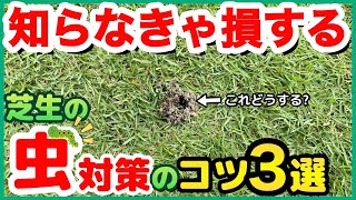 【保存版】芝生の虫対策で気をつけてること紹介します！殺虫剤はなるべく少なくしたいよね。
