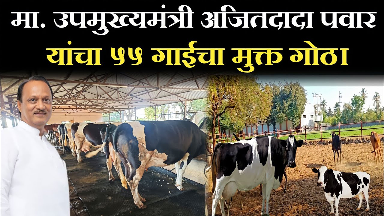 माजी उपमुख्यमंत्री अजितदादा पवार यांचा 55 गाईंचा मुक्त संचार गोठा || pawar farm katewadi
