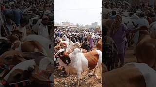 malir mandi karachi cattle ratest update | cow mandi 2024| shortvideo cowvideos