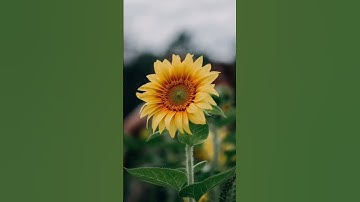 سورة يوسف #القرآن #القرآن_الكريم