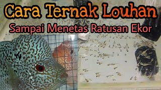 Cara Ternak Louhan Sampai Menetas Ratusan Ekor
