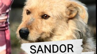 Mentor4Dogs-Sandor