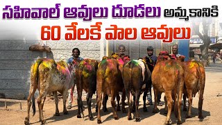 సహివాల్ ఆవులు దూడలు అమ్మకానికి 60 వేలకే పాల ఆవులు || Sahiwal Cows and Calfs Price In Hyderabad 