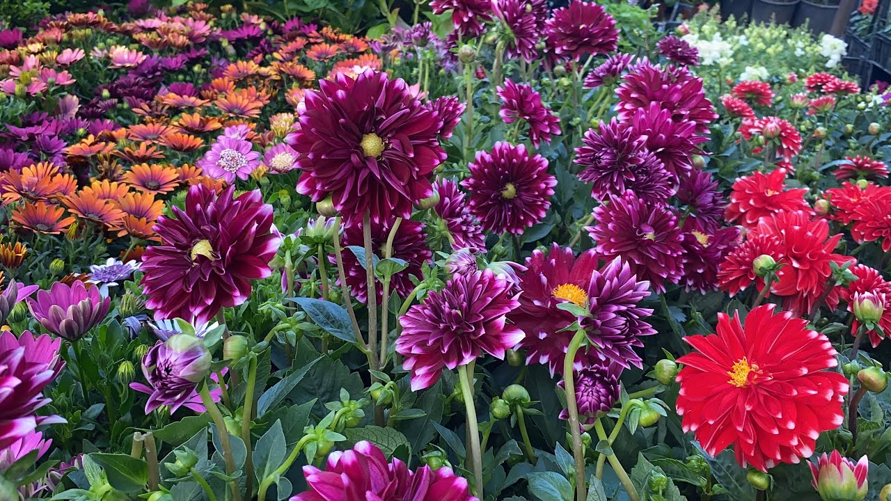 ANKARA’nın📢 EN ÜNLÜ ÇİÇEK PAZARINDA ÇİÇEK FİYATLARI 🌺🪴🌷