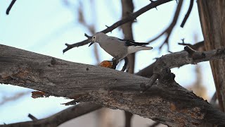 Clarks Nutcracker