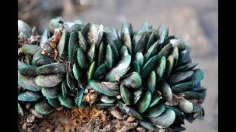 Người dân đổ xô ra biển Long Hải bắt vẹm xanh