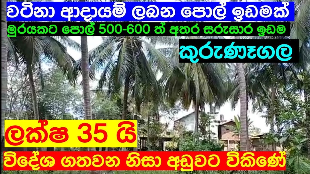 Coconut Land For Sale in Sri Lanka cheapest land aduwata gewal aduwata idam Idam Kadam