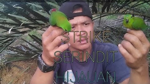 Mikat serindit di kebun sawit, strike 2 ekor hijauan