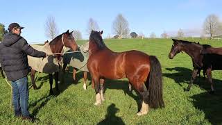 Mapperley Stud Teaser Stallions