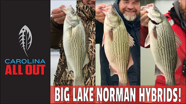 Cold Weather Hybrids on Lake Norman! | Carolina ALL OUT | S5 Ep3