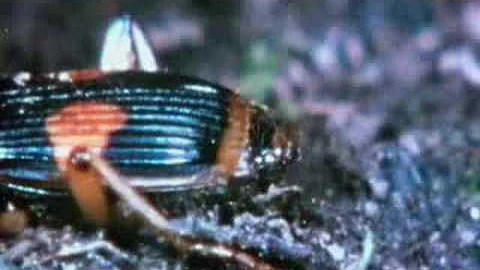 Do ants explode when they fart?