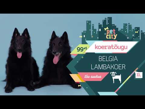 Belgia lambakoer | PetCity 100 koeratõugu