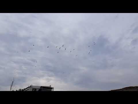 მერცხლების ჭიკჭიკი ნელი კადრით,  უცნაური ხმები აქვთ :) swallow - slow motion