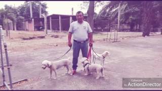 Socializar A Los Perritos Mayores De 5 Años Es Un Reto