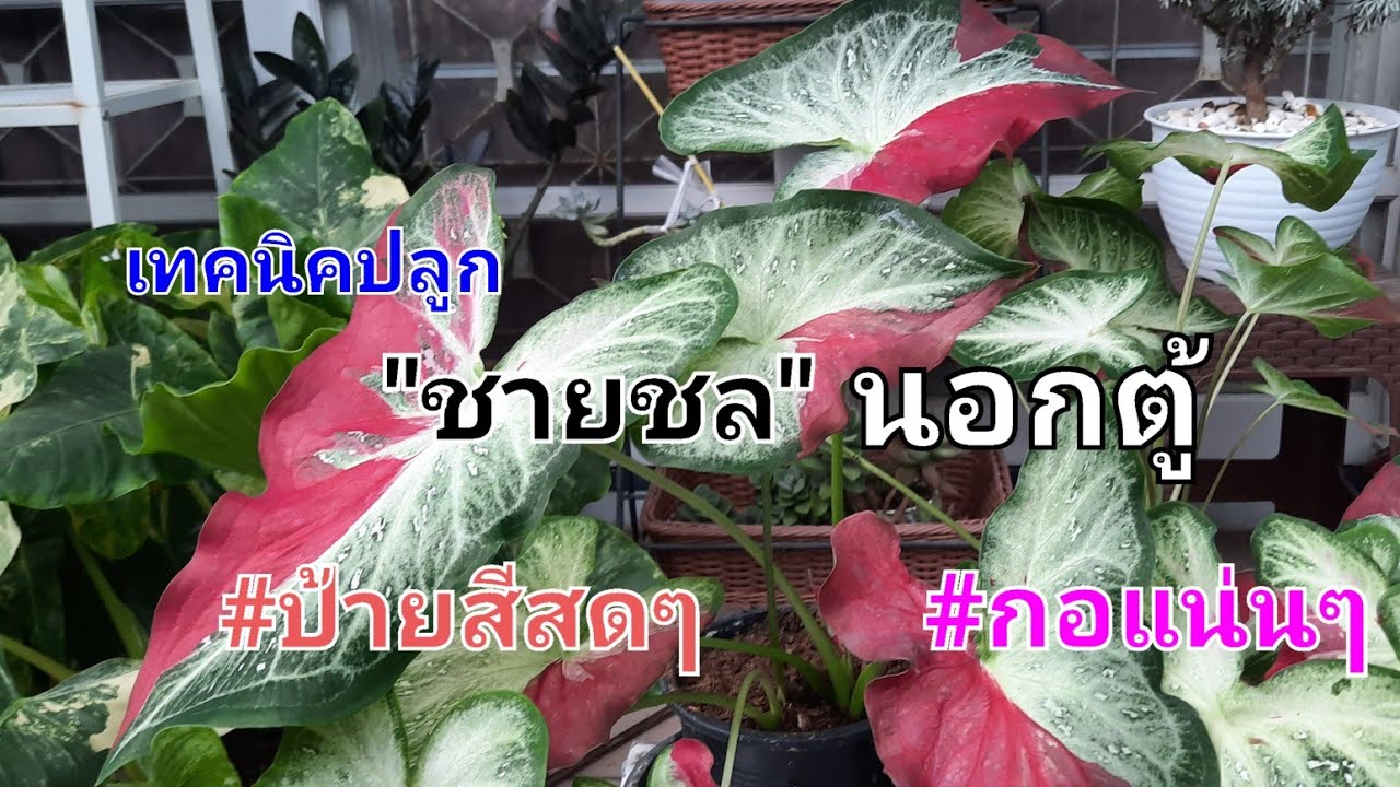 EP.251 เทคนิคปลูก