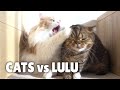 Cats vs LuLu | Kittisaurus