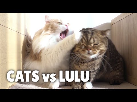 Cats Vs LuLu Kittisaurus 