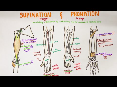 Pronation and Supination – Root2Being