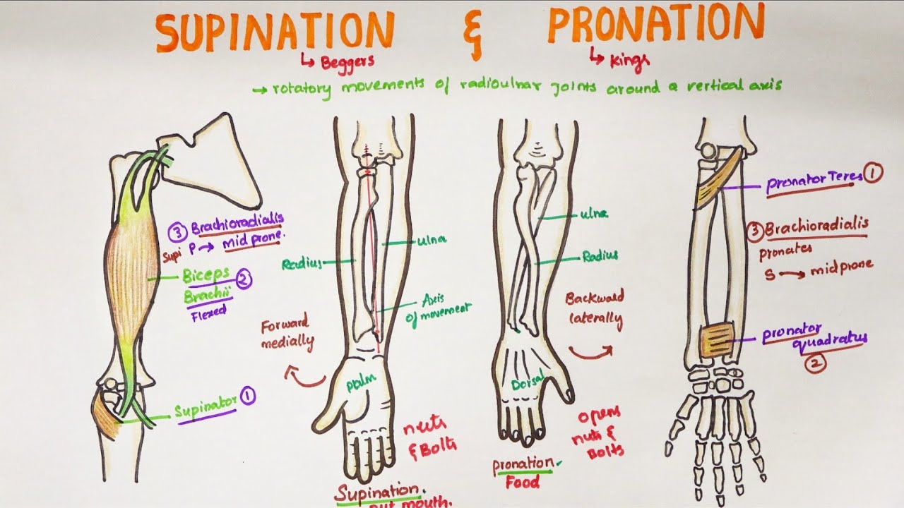 supinator and pronator muscles