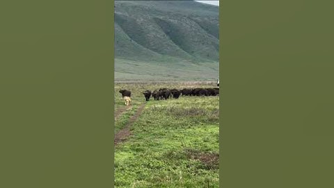 Hard Buffalo Group Unity Breck Up  Lion Wishes #viralvideo #short #youtubeshorts #shortvideo