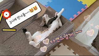 겁나 더븐 날씨에 어찌들 계시는지요?????????????달콩이네 에어컨앞으로 보여랑요~~????????