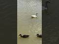 Ducks Relaxing! #ducks #ducklife #birds #ducklove #birdwatching #nature #birdspotting