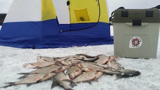 Зачётная зимняя рыбалка на новой локации Оскол 2022
