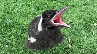 Rescued Baby Bird Amazing Recovery | how it began | baby magpie bestfriends with dogs #cute #bird