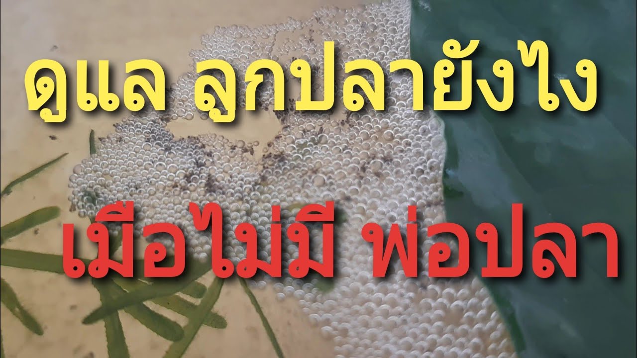 ดูแล ลูกปลากัดยังไง เมื่อไม่มี พ่อปลา