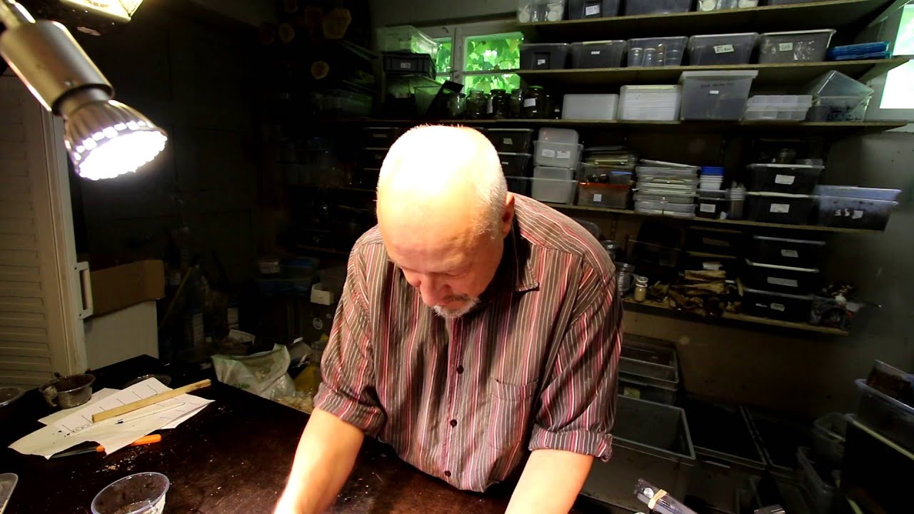 Lucanus cervus akbesianus - Rearing boxes for L1 larvae